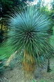 Yucca Rostrata